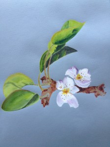 Asian pear blossom. Copyright 2013 Robin L. Chandler.