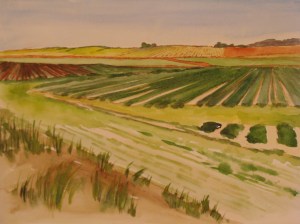 Strawberry fields along San Andreas Road. Copyright Robin L. Chandler 2014