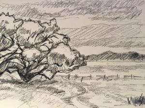 Sketch of a Coastal Live Oak in the UC Santa Cruz meadow. Robin L. Chandler, Copyright 2015.