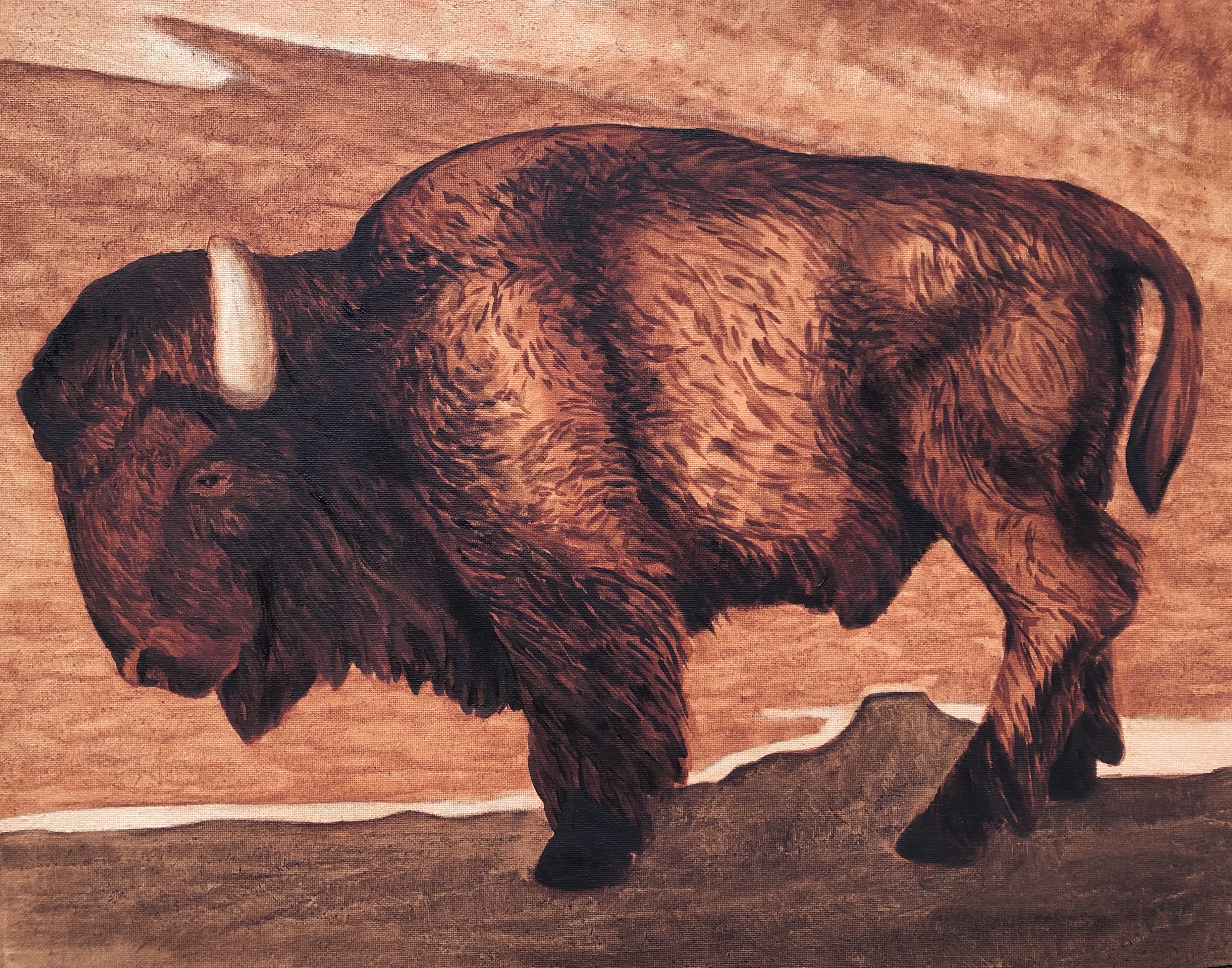 Bison